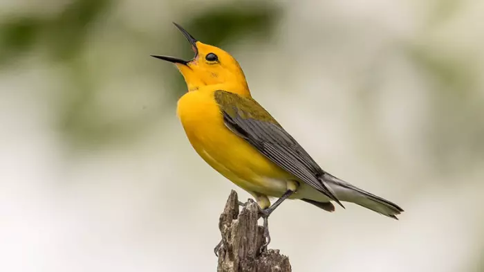 Los pájaros también tuitean 